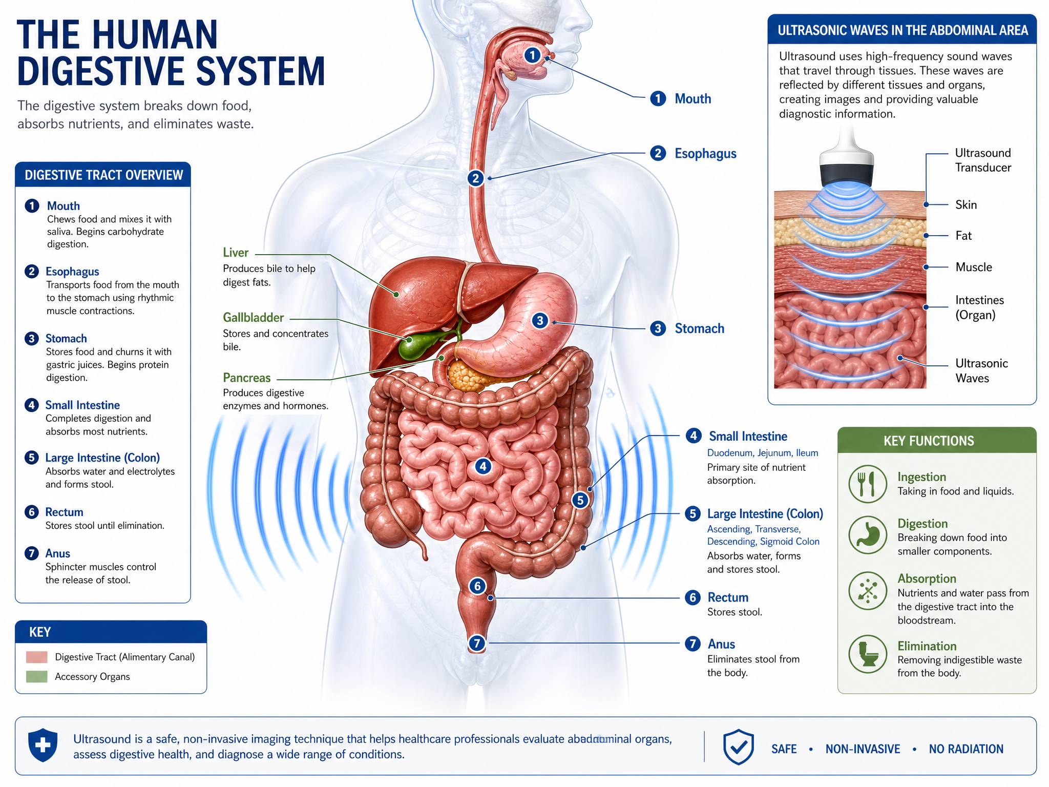Digestive system with GutTarget ultrasonic waves