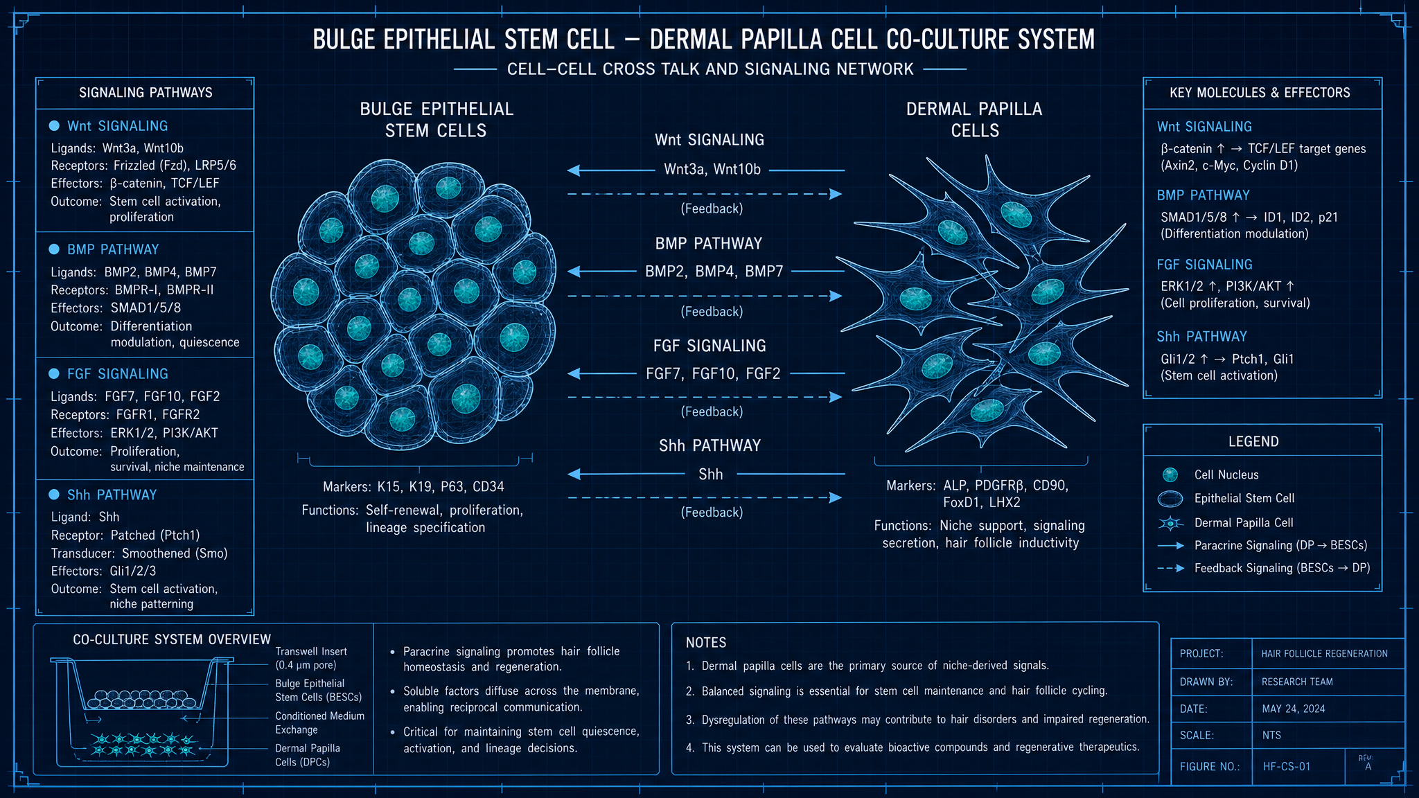 Co-culture signaling diagram
