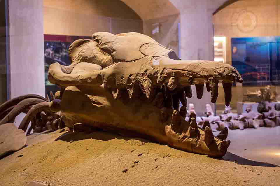 Ancient whale fossils in desert rock