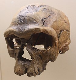 Human origins fossil site reference